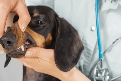 free vet clinic tacoma wa