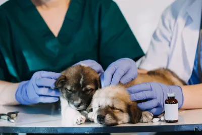 free vet clinic vancouver wa
