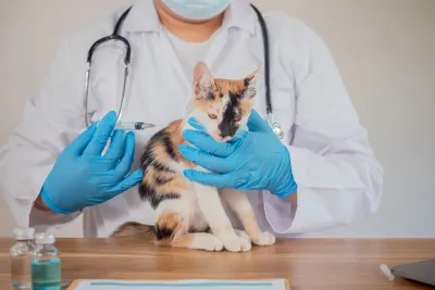 free vet clinic dc