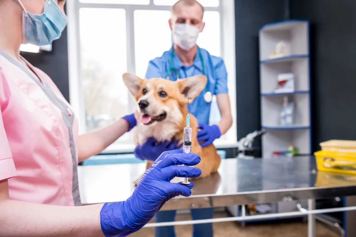 free low cost vet tampa