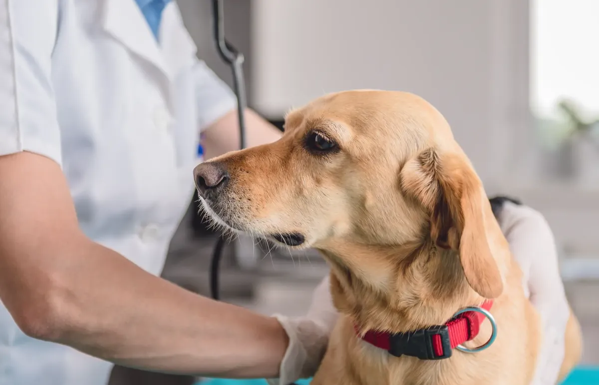 low income animal care tucson az