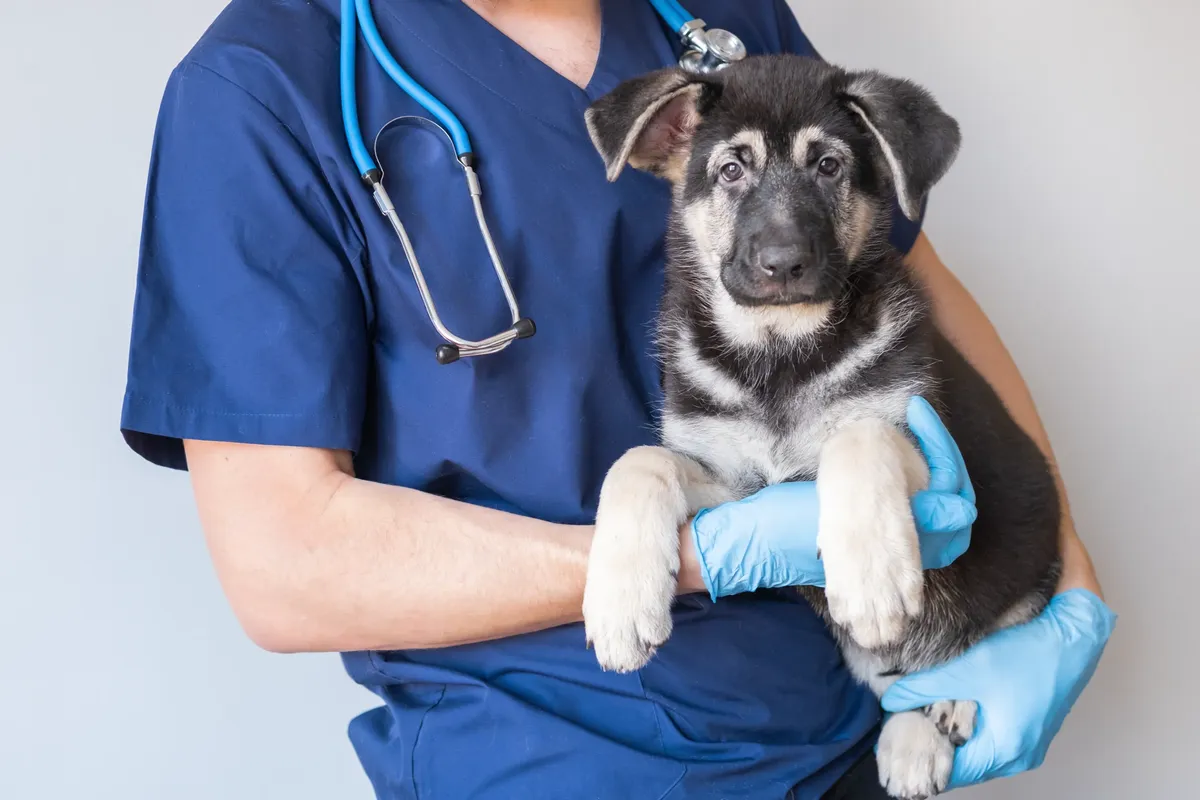 pet vaccinations chicago