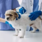 Free vet clinic in Albuquerque