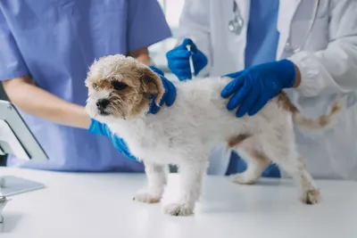 free vet clinic albuquerque