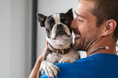 free vet clinics in chicago