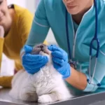 Free vet clinic in Des Moines