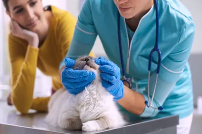 free vet clinic des moines iowa