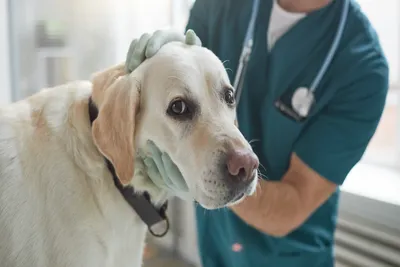 free vet clinic dallas tx