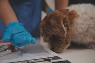 free vet clinics in houston tx