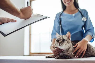 free vet clinic jacksonville fl