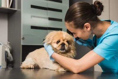 los angeles free vet clinic