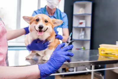 free vet clinic milwaukee