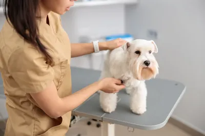 free vet clinics in new orleans