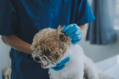 free vet clinic nyc
