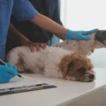 Free vet clinic in Philadelphia