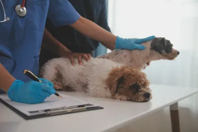 free vet clinic philadelphia