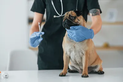 free vet clinics in phoenix az