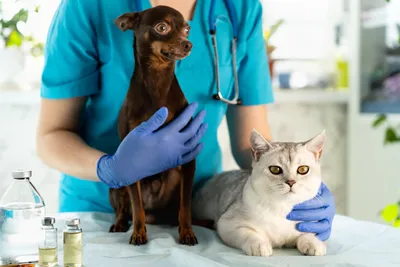 free vet clinic sacramento