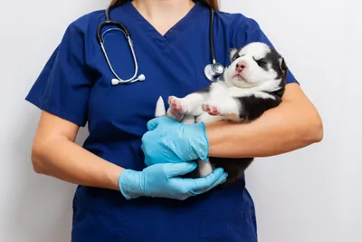 free vet clinics in san antonio tx