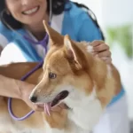 Free vet clinics in San Diego