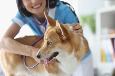 free vet clinics in san diego