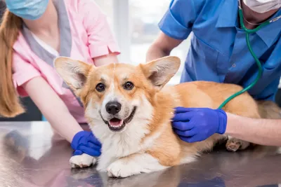 free vet clinics in tucson az for low income