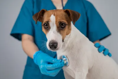 free clinic low cost vet minneapolis