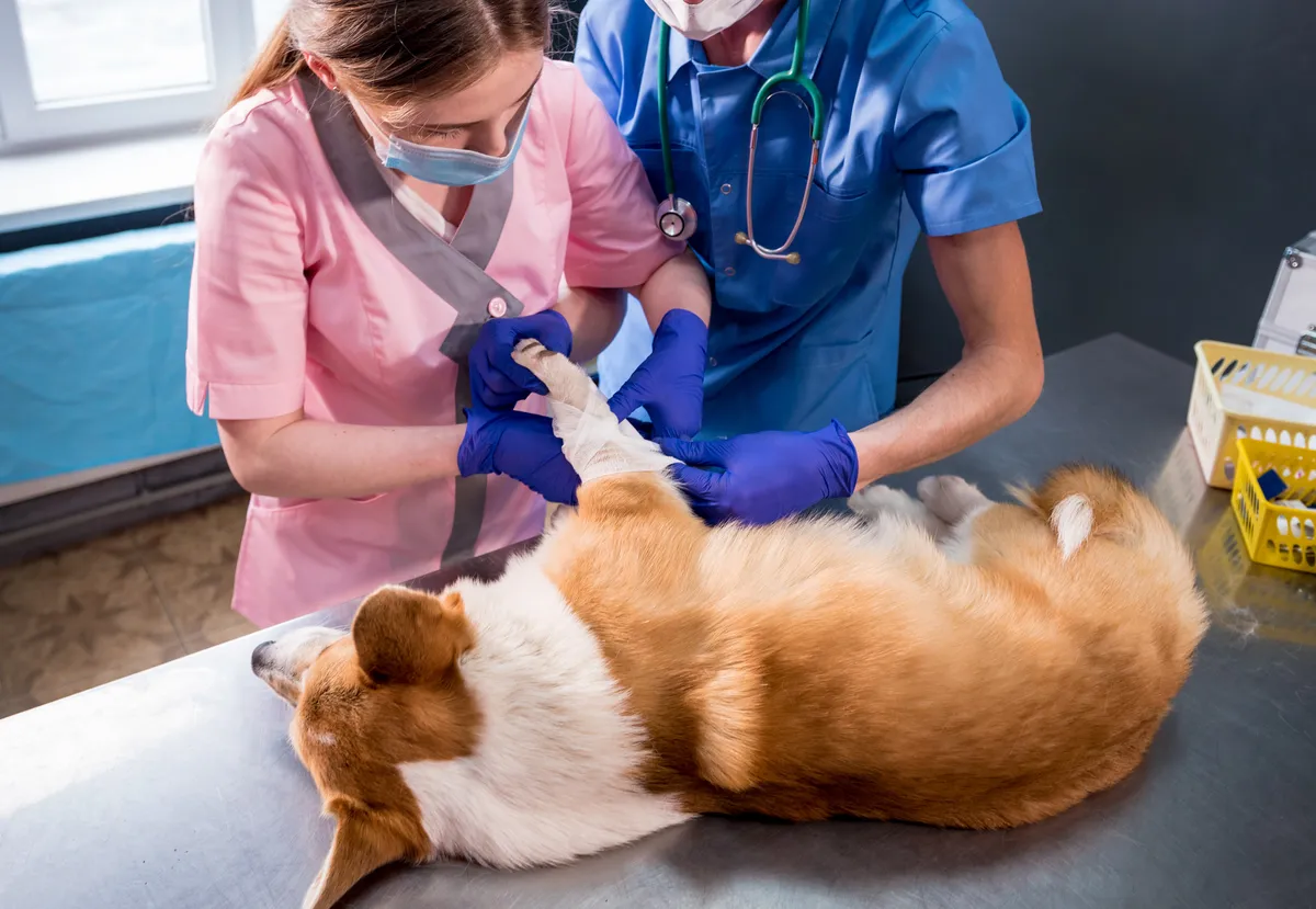 free dog vaccinations fresno ca