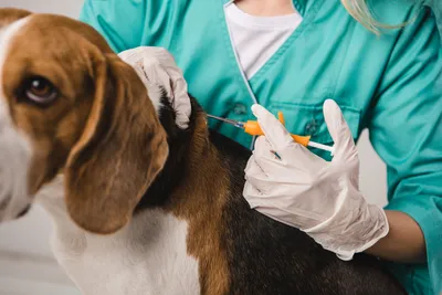 free low cost vet cleveland