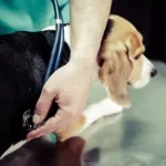 Free vet clinic in Norfolk