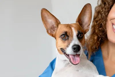 low cost vet arlington tx