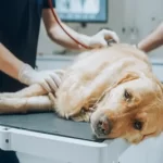 Free vet in Long Beach