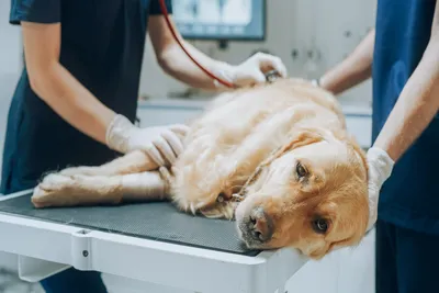 free or low cost vet in long beach ca