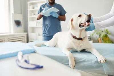 free vet clinics in norman area ok
