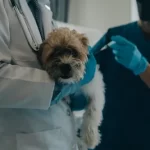 Free vet in Victorville