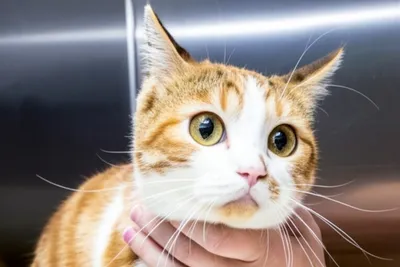 free or low cost vet clinic el paso tx