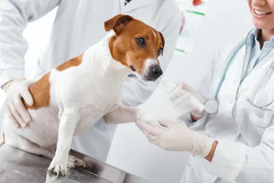 low cost vet fairfield ca