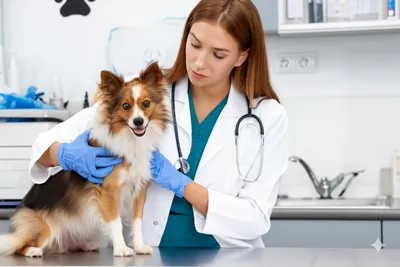 free low cost vet clinic irving california