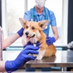 Free vet in Santa Bárbara