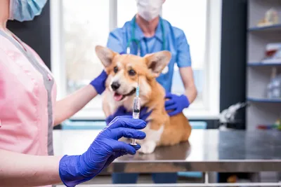 low cost vet santa barbara