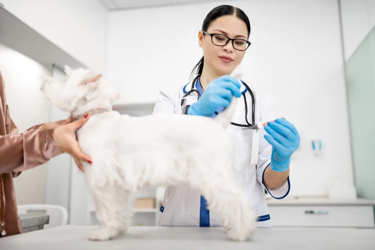 free low cost vet lexington, ky