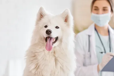 free low cost vet clinic knoxville tn
