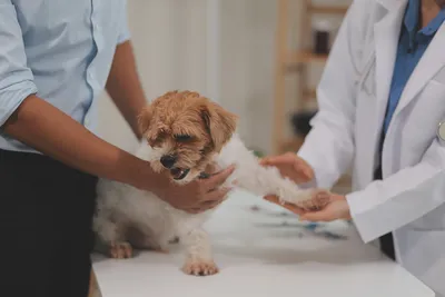 Free or Low Cost Vet Clinic in Boise ID