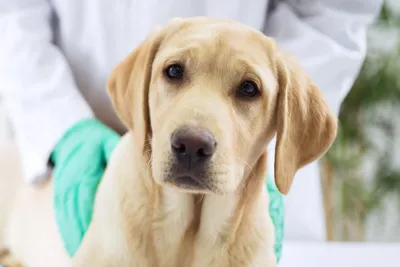 free or cheap vet clinics in huntsville alabama