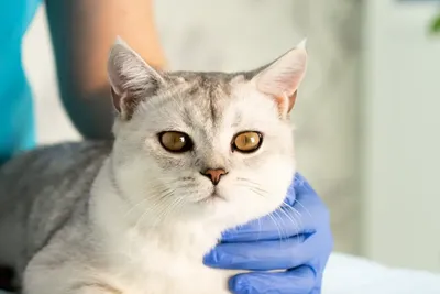 free low cost veterinary clinic