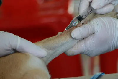 free low cost pet clinic
