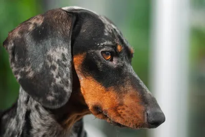 free or low cost vet clinics