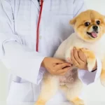 Free vet in Hartford