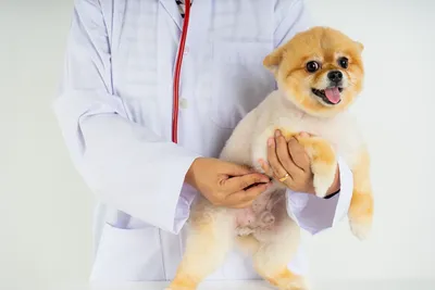 free low cost vet clinics in hartford