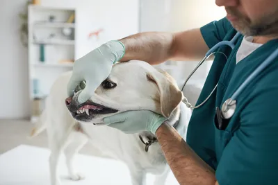 free vet clinics dog shots reno